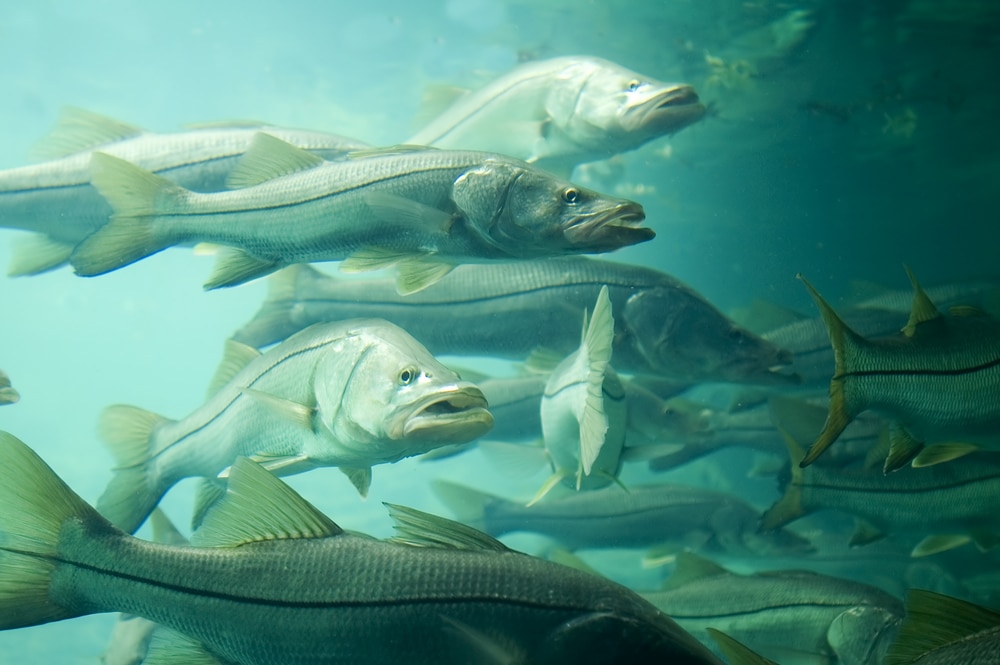 Catch and Release Fishing in Florida: What Species Can You Keep? 5 A School Of Snook In Florida