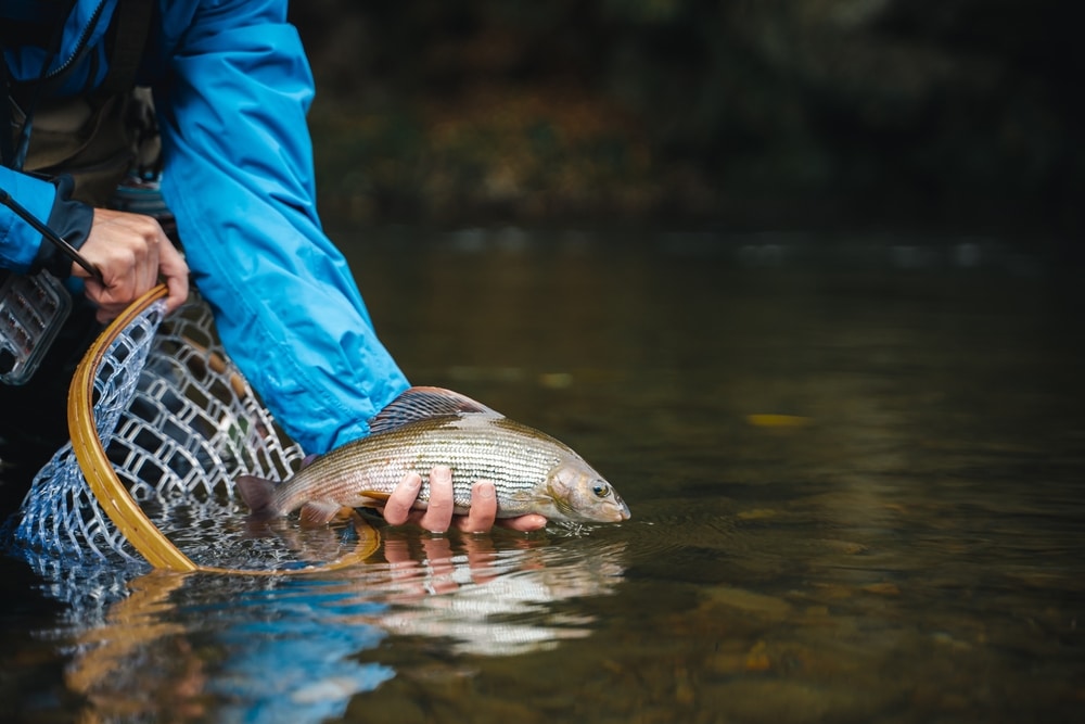 Catch and Release Fishing in Florida: What Species Can You Keep? 7 Catch and Release Fishing