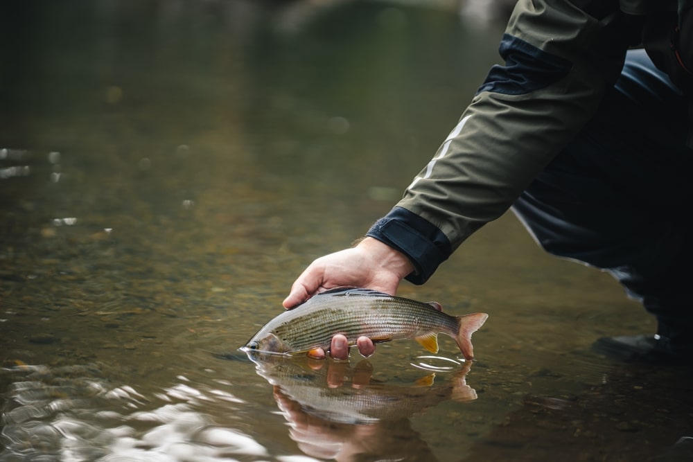 Catch and Release Fishing in Florida: What Species Can You Keep? 8 Returning a fish to the river