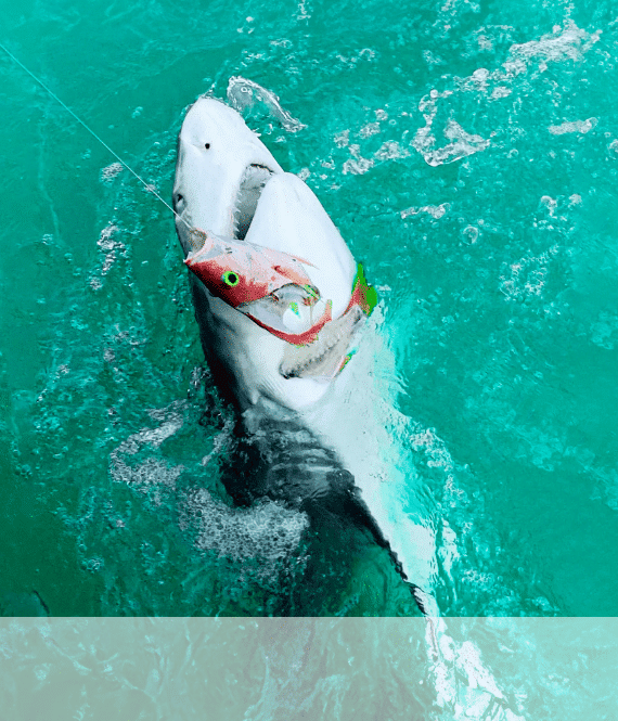 Tarpon and Shark Fishing in Islamorada